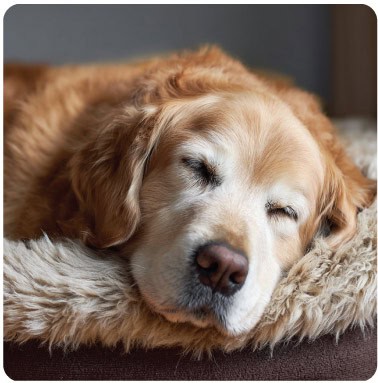 what-to-do-when-pet-passes-away_natures-pet-loss-florida What to do when a pet dies Natures Pet Loss Water cremation Aquamation Services