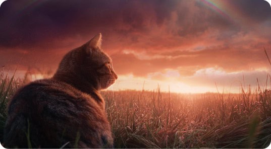 when_pet_passes_away_water-cremation-aquamation-natures-pet-loss What to do when your pet passes away